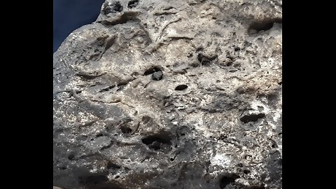 Crystalized Dino Anatomy