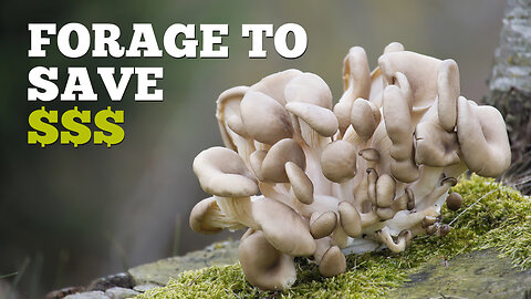 EP: 462 Foraging Freedom: Find Wild Mushrooms & Cut Your Grocery Bill