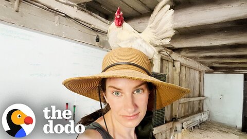 Clingy Rooster Jumps On Parent's Heads And Follows Them Around | The Dodo