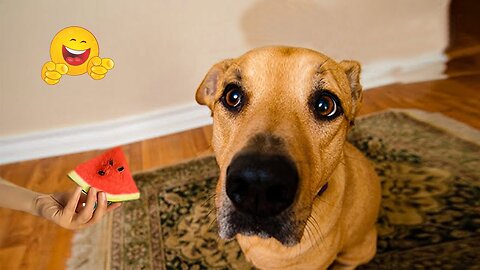 2025’s Funniest Dogs & Cats 😂 You Won’t Stop Laughing! | You Laugh You lose 😍😸😹 #Ep99