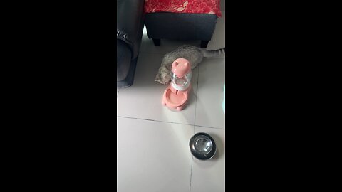 Tuly play water part4 ! #foryou #cat #shortfeed #shorts #subscribe #song #cute