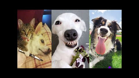 Are You READY for the FUNNIEST Animal Moments of 2025?