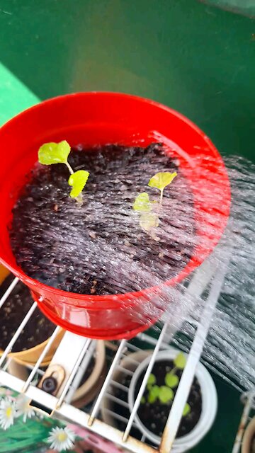 20250724. They will rejoice in the bounty of the LORD.