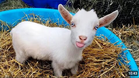 Why Goats are the FUNNIEST ANIMALS in the world