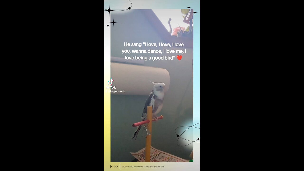 Singing Cockatiel