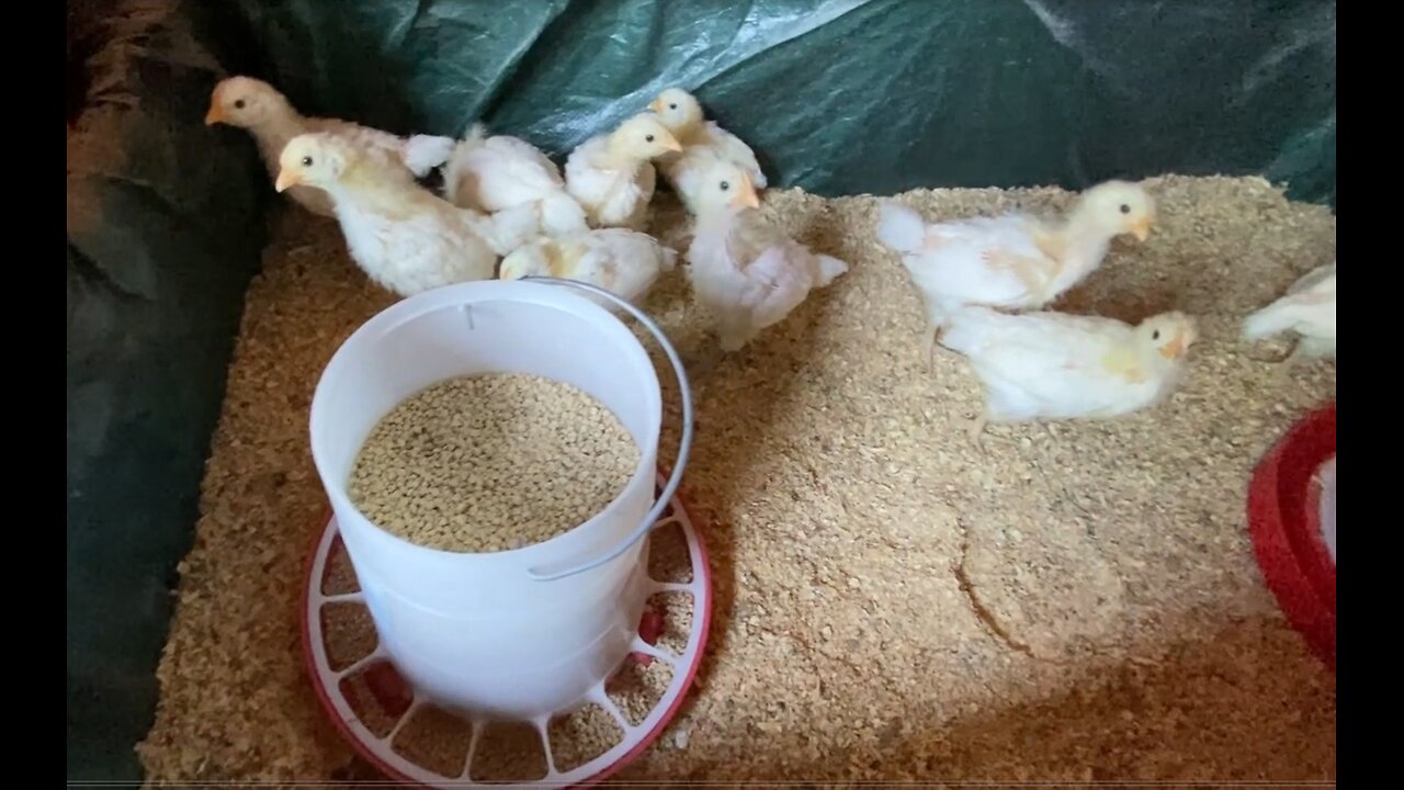 Week 112 Meat Chicken Breeding Project