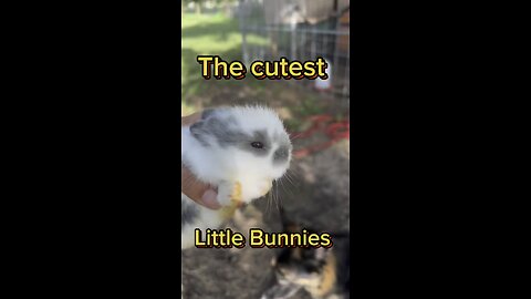 The cutest baby bunnies ever!