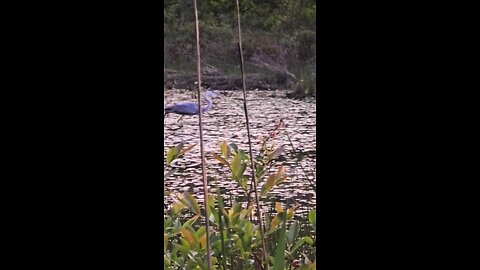 blue Heron fishing