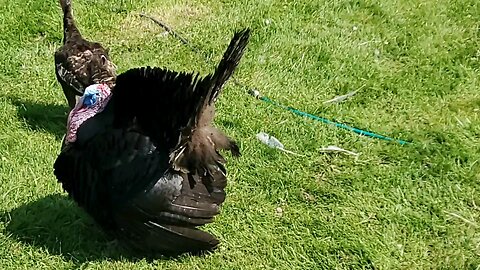 Tom Turkey strutting it out in front of Hen.