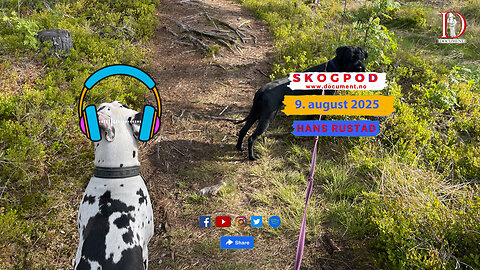 Skogpod 9. august 2025