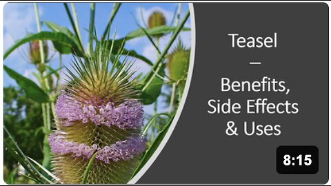 Teasel - Benefits, Uses & Side Effects