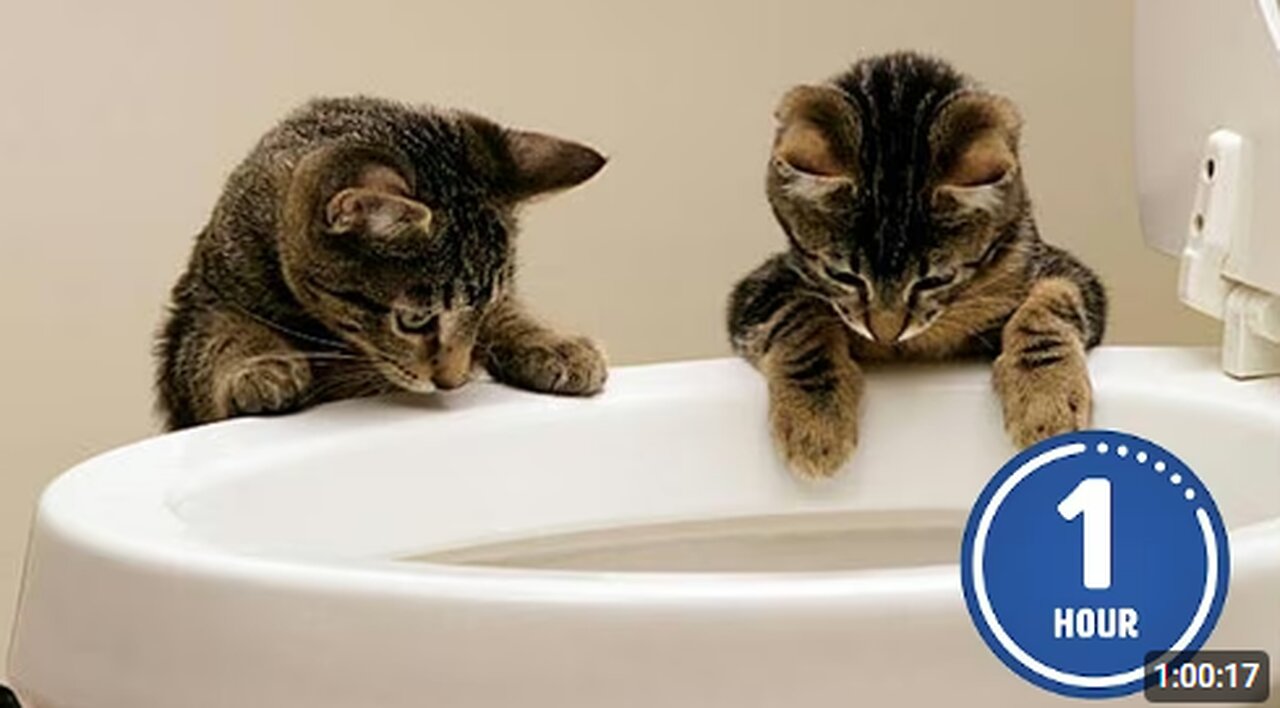 These CATS are too FUNNY! 🤣 | New Cat Videos 2025