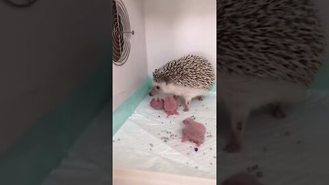 Yeg got stuck in the fence and the woman saved his life