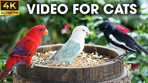 Ultimate Bird Show | Video for Cats Who Love to Watch - CatTV Central