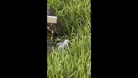 Mom’s & Pop’s Had Baby Burrowing Owls! | 4K
