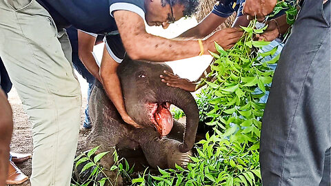 Cruelty Exposed: Baby Elephant Abandoned & Near Death with injured tongue: Mission to save him