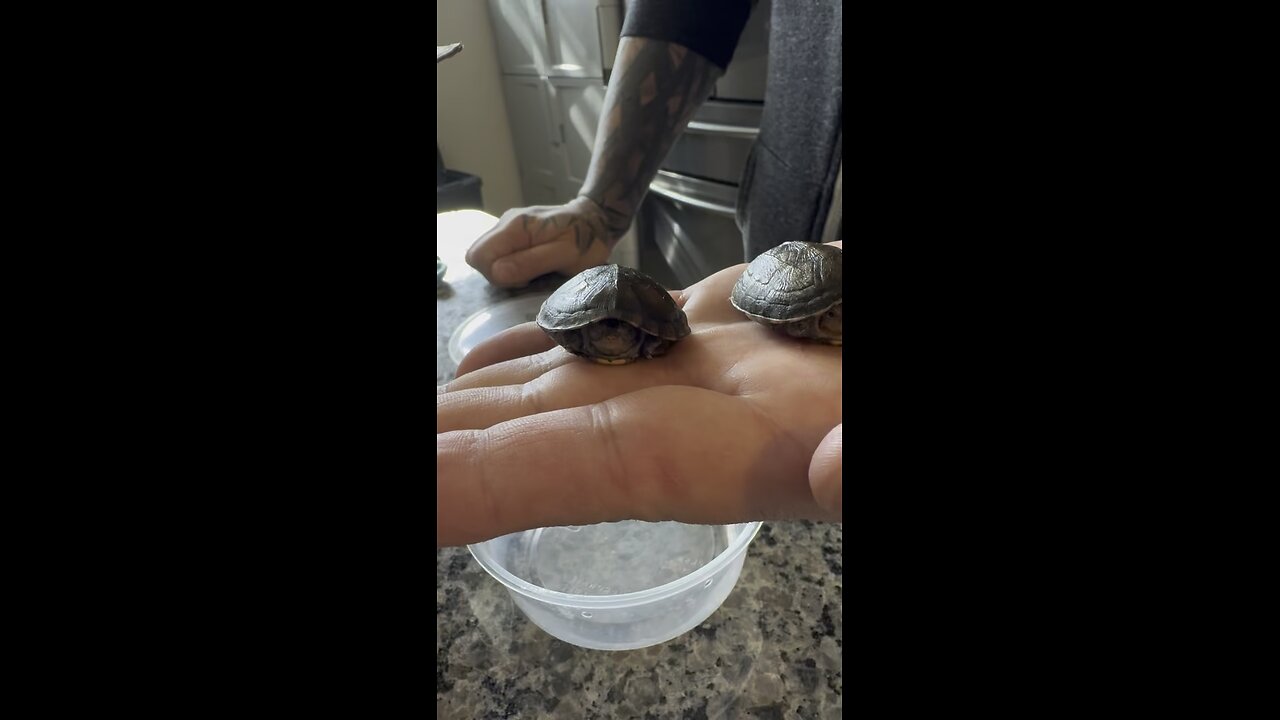 Red cheeked mud turtle hatchlings