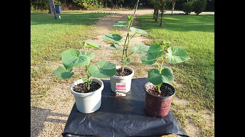 2nd Container Cucumber Planting In Southern Mississippi 7/25/25