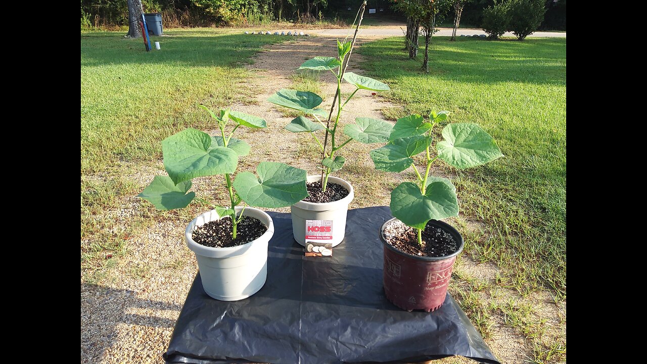 2nd Container Cucumber Planting In Southern Mississippi 7/25/25