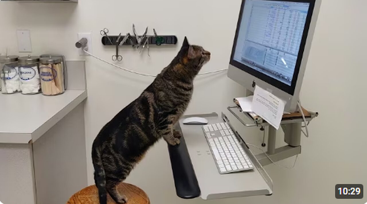 Cats' Super Brains Will SHOCK You! 😲 Funny Cat Videos 2025