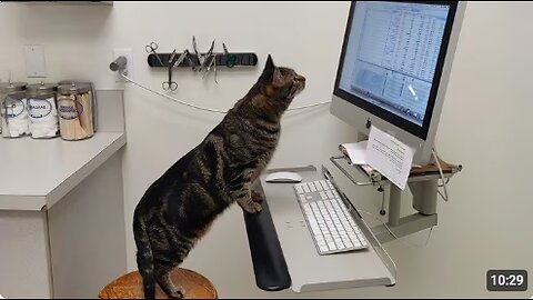 Cats' Super Brains Will SHOCK You! 😲 Funny Cat Videos 2025