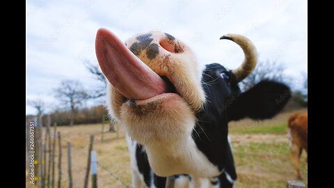 Funniest Farm Animals Video Compilation - Part 04