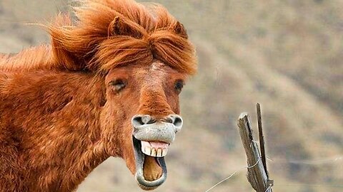 Funniest Animal Video