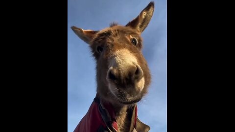 Mr. Donkey 🫏