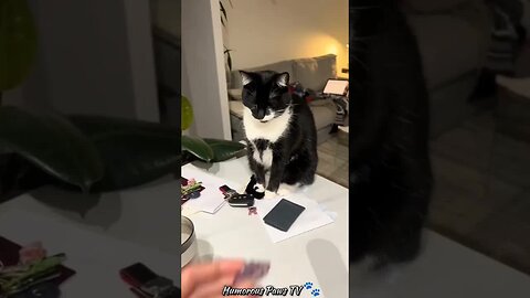 When Clumsiness Runs in the Animal Kingdom!