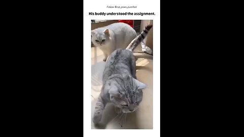 Bro understood his task... funniest moments ever🤣😂😹
