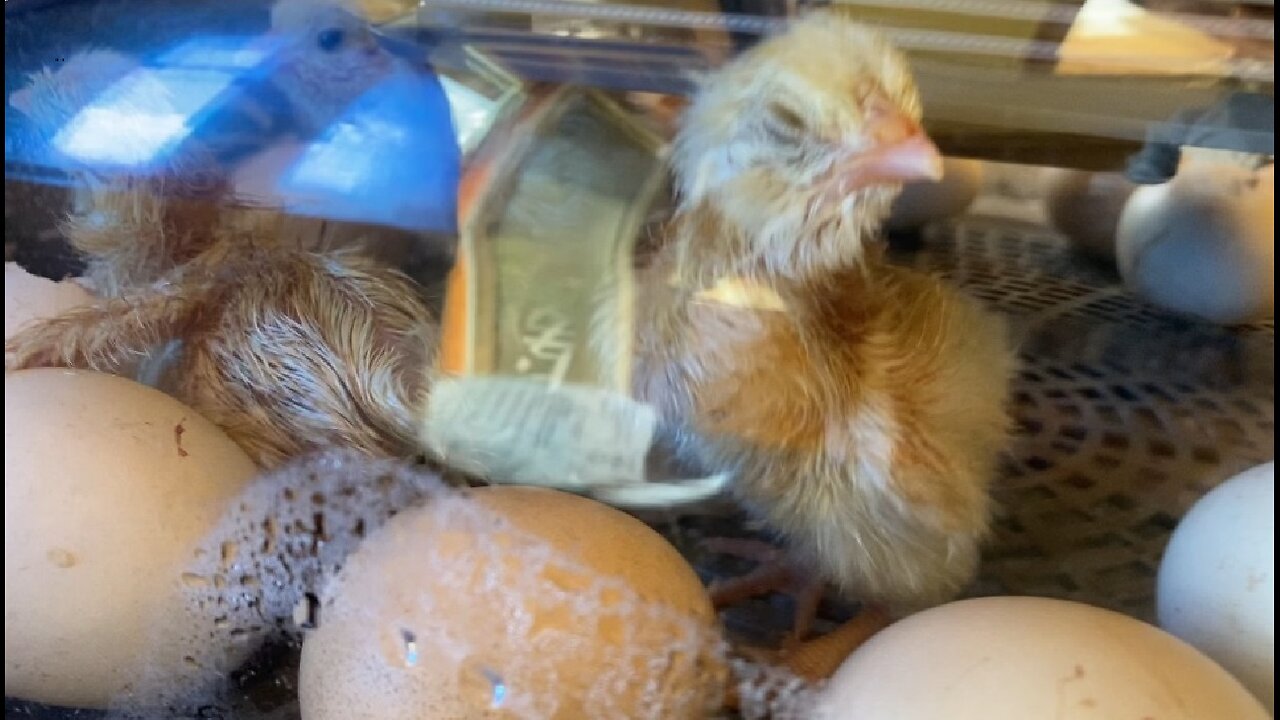 Week 100 meat Chicken Breeding