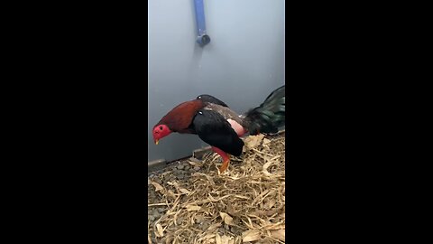 "Training Secrets of Champion Fighting Roosters