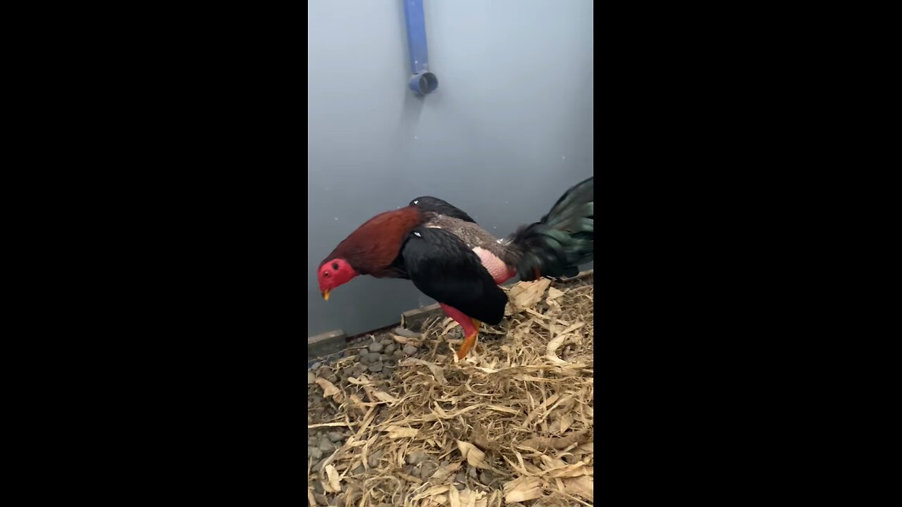 "Training Secrets of Champion Fighting Roosters
