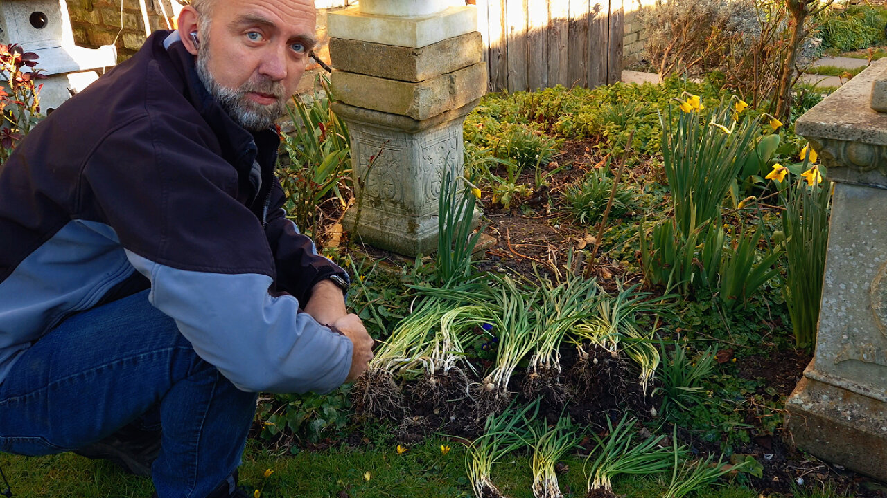Dividing snowdrops. Get some Free Plants!