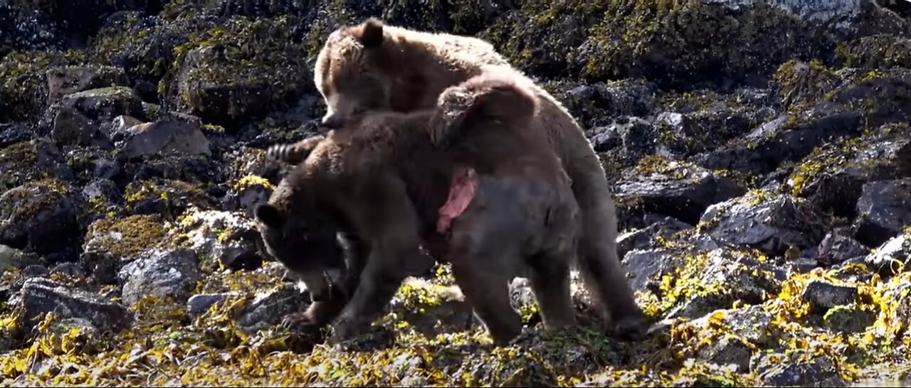 12M VIEWS BEAR FIGHT OVER A FEMALE