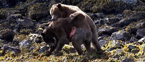 12M VIEWS BEAR FIGHT OVER A FEMALE
