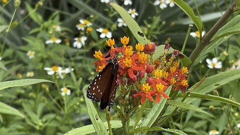 Queen butterfly September 12 2025