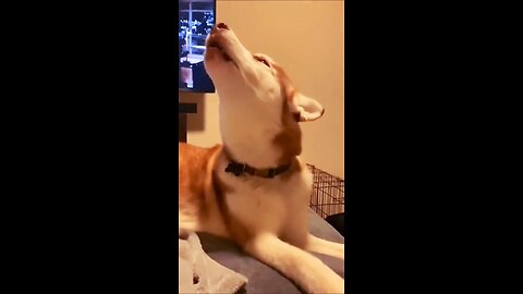 "Hilarious Dog and Cat Moments | Funniest Pet Fails & Reactions!"