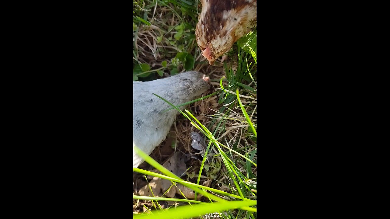 She was trying to eat a mud dauber!