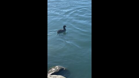 Coots #coots #swimming #viral #followme #shorts #trending #coot