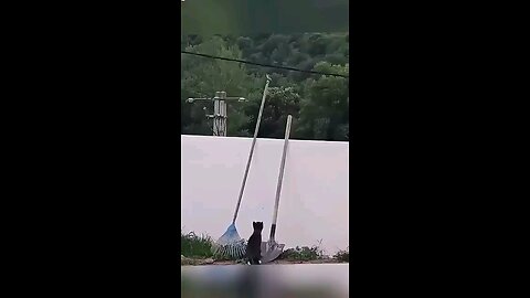 Cat and dog funny moments