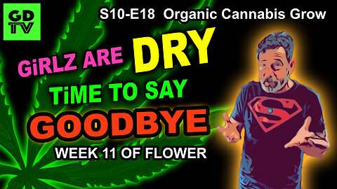 S10 E18 – Week 11 of Flower – Trichome Crash Course + Pre-Harvest Drydown - Organic Cannabis Grow