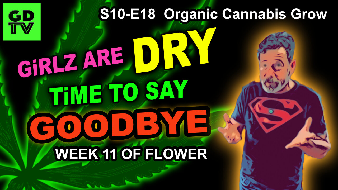 S10 E18 – Week 11 of Flower – Trichome Crash Course + Pre-Harvest Drydown - Organic Cannabis Grow