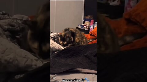 These Animals Are Walking Memes!