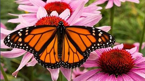 "Understanding Chemical Colony Collapse: A Quick 90-Second Alert Guide"