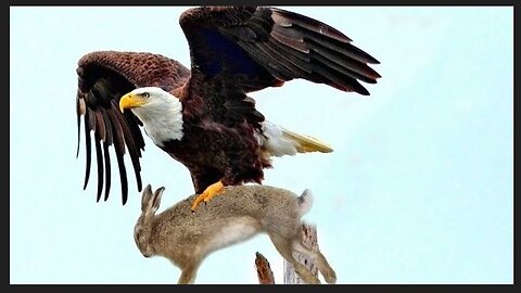 An eagle carried a rabbit out of the yard – what neighbors found shocked everyone!