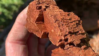 Biblical Tree Remains, Educational Truths... 4-22-2022