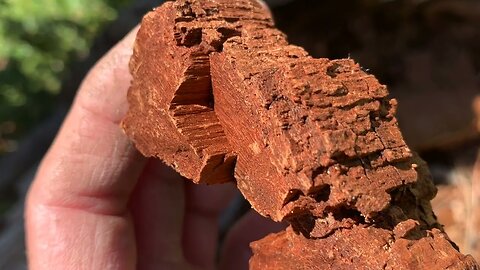 Biblical Tree Remains, Educational Truths... 4-22-2022