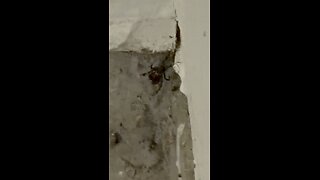 ARANEAE ARE OUR FRIENDS