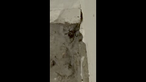 ARANEAE ARE OUR FRIENDS